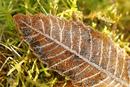 0538 Frost on Sweet Chestnut (Castanea sativa) leaf